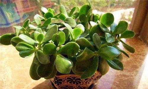 十一月份了燕子掌根烂怎么办（燕子掌的根部烂了怎么办）