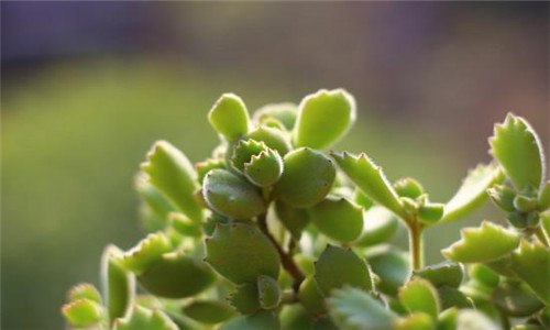 熊童子臭吗 熊童子有没有味道