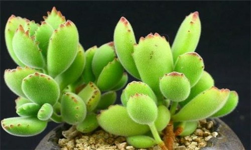 熊童子怕冷吗（熊童子怕冷吗冬天）