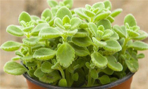 碰碰香驱蚊吗 碰碰香驱蚊吗?