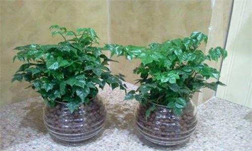 幸福树浇牛奶该怎么做 幸福树浇牛奶该怎么做好