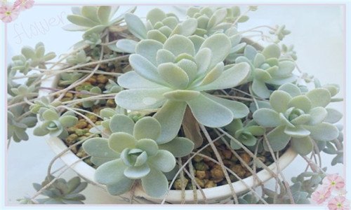 多肉子持白莲花怎么养 多肉子持莲花好养吗