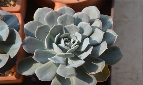 长的像子持莲花但杆粗是什么花 碗莲杆子长