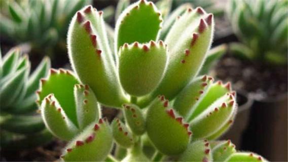 熊童子什么寓意（熊童子的花语寓意）