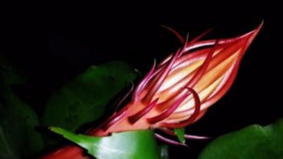 昙花的特点 昙花的特点和外形、颜色