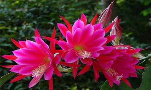 令箭荷花怎么看是花芽（令箭荷花怎么看是花芽还是根）