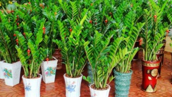 金钱树能浇牛奶吗（摇钱树可以浇牛奶吗）