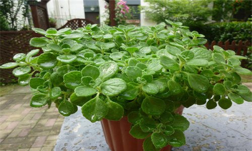 碰碰香的养殖方法 碰碰香夏天的养殖方法