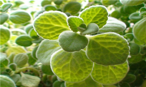 碰碰香怎么扦插 碰碰香怎么扦插成活率高