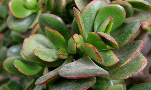 燕子掌能露养吗 燕子掌室内养还是室外养