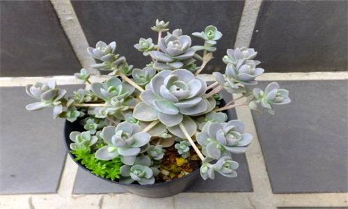 子持莲花要多浇水吗（子持莲华几天浇一次水）