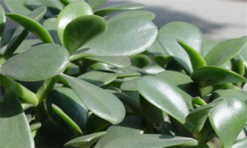 燕子掌怕高温吗（燕子掌怕冻吗）