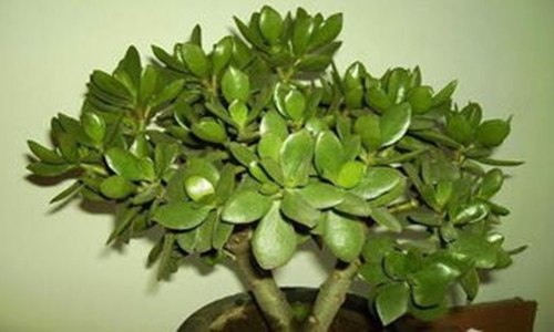 燕子掌有几个品种（燕子掌有几个品种图片大全）