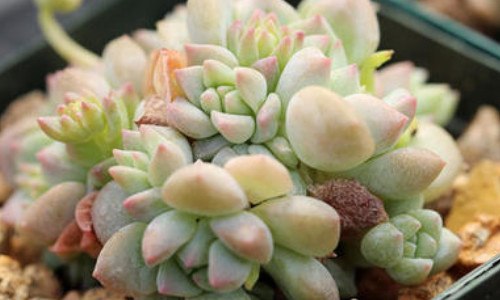 子持白莲花剑怎么扦插（子持莲华花剑怎么剪）