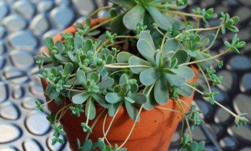 子持莲华怎么养殖方法 子持莲华养殖方法和注意事项