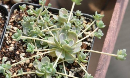 子持莲花怎么种（子持莲华开花）