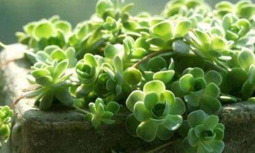 子持莲华爆盆后怎么办 子持莲华开花后会死吗