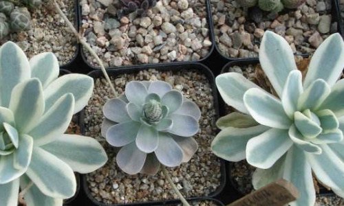 子持莲华怎么服盆（子持莲华花盆）