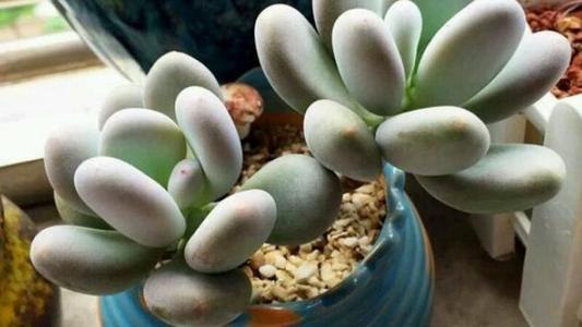 星美人能叶插吗 星美人开花用剪掉吗