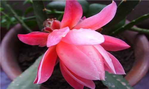 令箭荷花如何分辨花色（令箭荷花如何分辨花色和叶子）