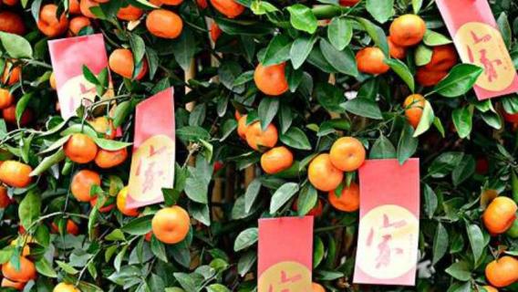 广东桔子树是什么寓意 广东桔子树叫什么