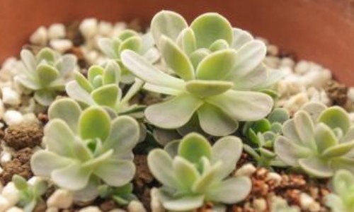 子持莲华冬天怎么养（子持莲华怎么过冬）