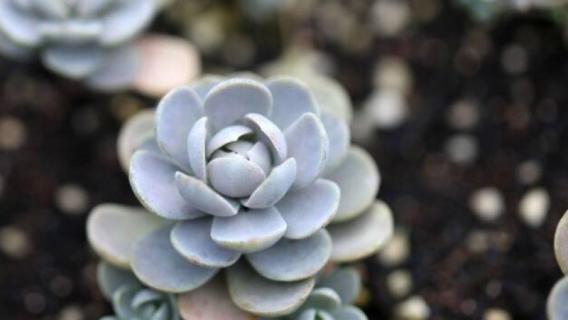 子持莲华能长到多大 子持莲华最大长多大