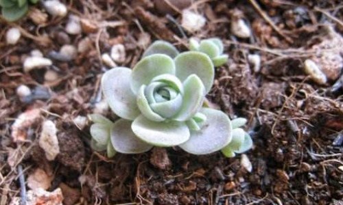 子持莲华换盆时间 子持莲华换盆后立即浇水吗