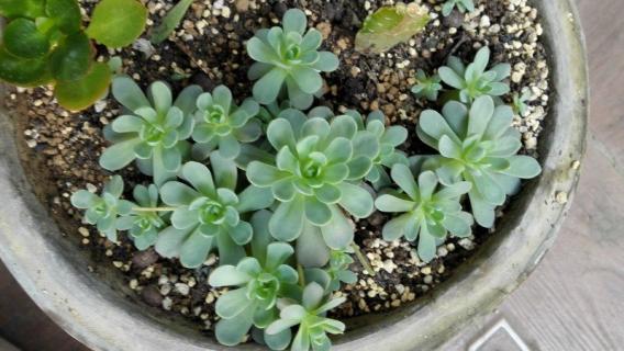 多肉植物子持莲华如何度夏 子持莲华多肉好度夏吗