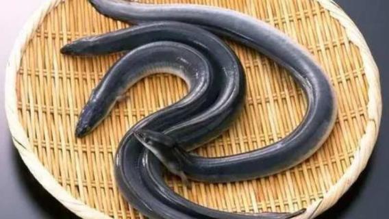 鳗鱼在家养要水多吗（鳗鱼淡水能养吗）