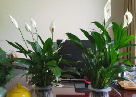 家里为什么不能放白掌 家里为什么不能放白掌盆