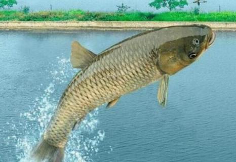 厚子鱼和草鱼的区别 厚子鱼和草鱼的区别图片