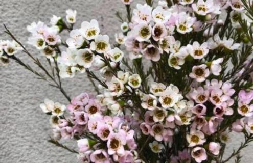 澳梅花花语是什么 澳梅的花语和象征