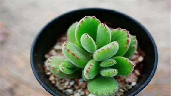 熊童子可以晒吗 熊童子能晒吗