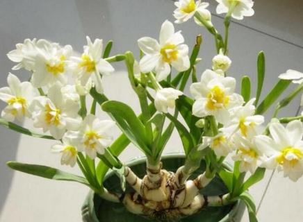 水仙矮壮素的使用方法(水仙矮壮素的使用方法图解)