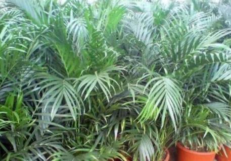 富贵椰子和散尾葵区别(富贵椰子和散尾葵区别在哪里)