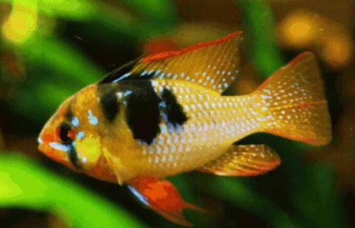 鱼产卵后怎么处理（迷你鹦鹉鱼产卵后怎么处理）