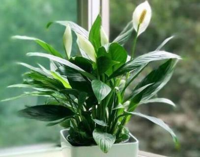 一帆风顺冬天怎么养护（一帆风顺冬季怎么养护）