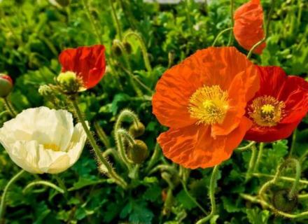 虞美人花语和象征意义 虞美人花的寓意和象征