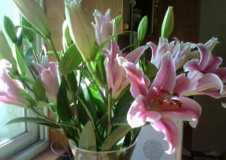 百合的花语与寓意是什么 百合的花语与寓意是什么黄色