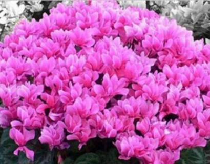 年宵花的寓意 年宵花的寓意诉说