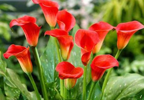 马蹄莲一朵花开多久 马蹄莲一朵花能开几天