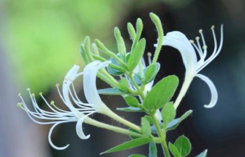 金银花耐寒多少度（金银花耐寒多少度最好）