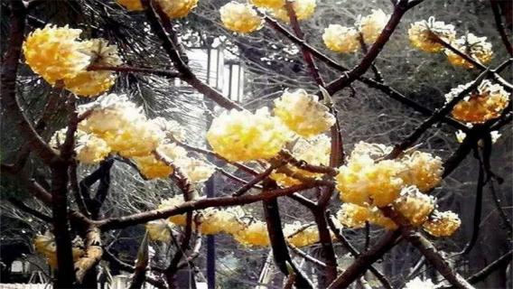 结香树什么时候打结（结香树什么时候打结子）