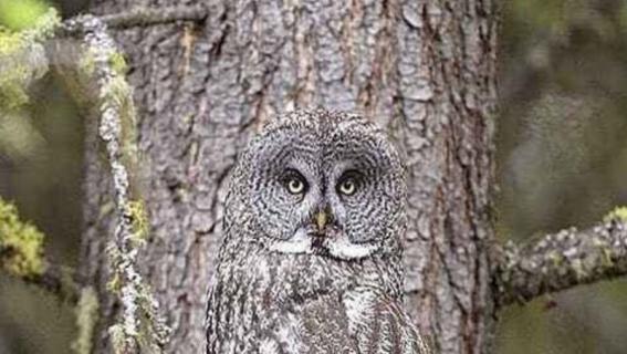 猫头鹰是几级保护动物（麻雀是几级保护动物）