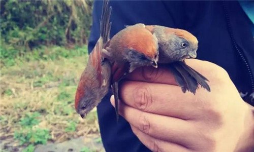 黄豆鸟吃什么提性快 黄豆鸟吃什么提性最快