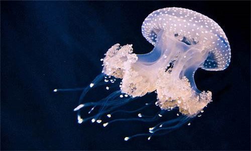水母为什么浮在水面上 水母会浮出水面吗