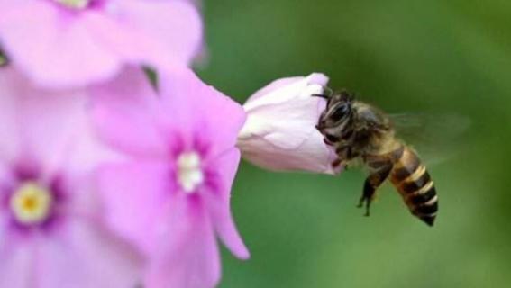 蜜蜂一般几月份分家 蜜蜂三月份分家吗