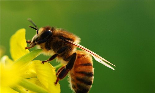 蜜蜂和黄蜂的区别是什么（蜜蜂和黄蜂的区别是什么意思）