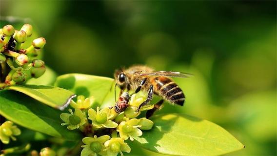 蜜蜂属于昆虫类吗 蜜蜂属于昆虫类吗还是动物